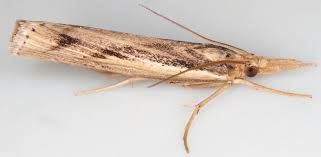 Attēlu rezultāti vaicājumam “Pediasia contaminella”