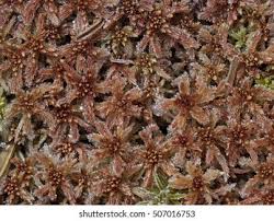 Attēlu rezultāti vaicājumam “Sphagnum magellanicum”