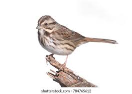 Image result for Melospiza melodia