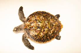 Image result for Eretmochelys imbricata