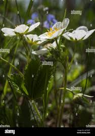 Attēlu rezultāti vaicājumam “Fragaria moschata flower”