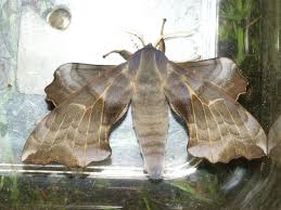 Attēlu rezultāti vaicājumam “Laothoe amurensis”