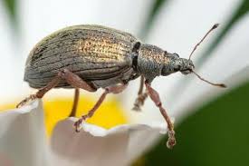 Attēlu rezultāti vaicājumam “Polydrusus mollis”