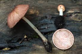 Attēlu rezultāti vaicājumam “Badhamiopsis praetermissa macro”