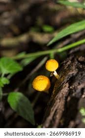 Attēlu rezultāti vaicājumam “Collybia sp.”