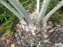 Attēlu rezultāti vaicājumam “Enteridium corticatum sessile”