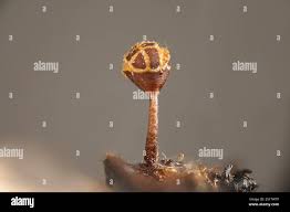 Attēlu rezultāti vaicājumam “Comatricha alta stalked”