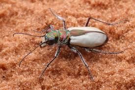 Attēlu rezultāti vaicājumam “Cicindela sylvatica imago”