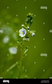 Attēlu rezultāti vaicājumam “Veronica serpyllifolia bud”