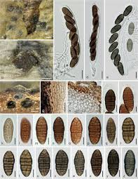Attēlu rezultāti vaicājumam “Licea castanea sessile”