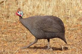 Attēlu rezultāti vaicājumam “Numida meleagris”