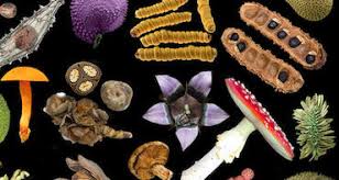 Attēlu rezultāti vaicājumam “fungi”