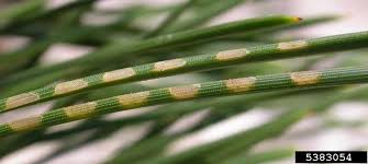 Attēlu rezultāti vaicājumam “Neodiprion sertifer”