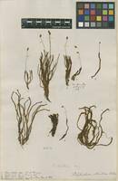 Attēlu rezultāti vaicājumam “Polytrichum strictum”