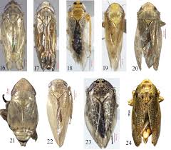 Attēlu rezultāti vaicājumam “Macrosteles sp. nymph”