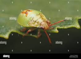 Attēlu rezultāti vaicājumam “Elasmostethus interstinctus nymph”