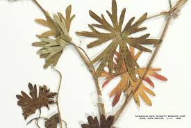 Attēlu rezultāti vaicājumam “Geranium sanguineum leaf”