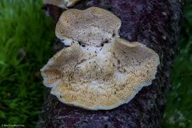 Attēlu rezultāti vaicājumam “Basidioradulum radula”