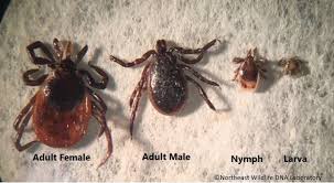 Attēlu rezultāti vaicājumam “Ixodes male”