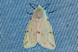 Attēlu rezultāti vaicājumam “Spilosoma lutea imago”