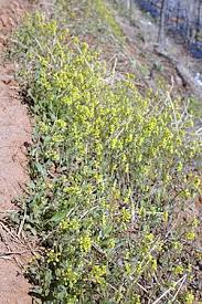Attēlu rezultāti vaicājumam “Draba nemorosa fruit”