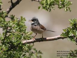 Attēlu rezultāti vaicājumam “Sylvia curruca adult”