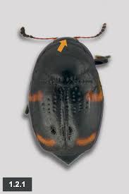 Attēlu rezultāti vaicājumam “Scaphisoma sp.”