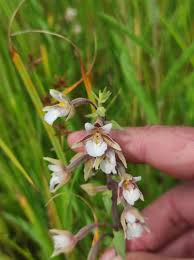 Attēlu rezultāti vaicājumam “Epipactis palustris”