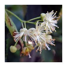 Attēlu rezultāti vaicājumam “Tilia cordata flower”