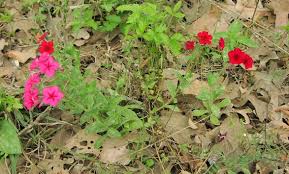 Image result for Phlox drummondii