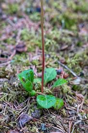 Attēlu rezultāti vaicājumam “Pyrola chlorantha”