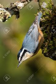 Image result for Sitta canadensis