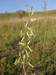 Attēlu rezultāti vaicājumam “Silene chlorantha”