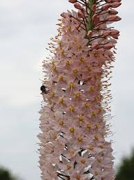 Image result for Steppenkerze