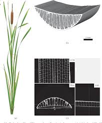 Attēlu rezultāti vaicājumam “Typha latifolia leaf”