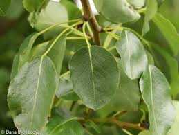 Attēlu rezultāti vaicājumam “Pyrus pyraster leaf”
