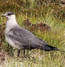 Attēlu rezultāti vaicājumam “Stercorarius parasiticus adult”