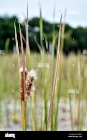 Attēlu rezultāti vaicājumam “Typha angustifolia  fruit”