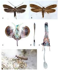 Attēlu rezultāti vaicājumam “Yponomeutidae”