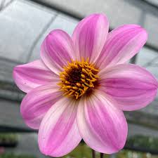 Image result for Dahlia hybrid.