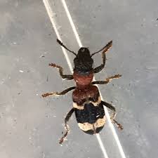 Attēlu rezultāti vaicājumam “Thanasimus formicarius”