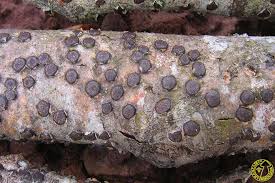 Attēlu rezultāti vaicājumam “Diatrype disciformis”