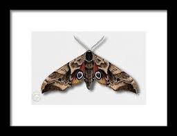 Attēlu rezultāti vaicājumam “Smerinthus ocellata”