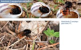 Attēlu rezultāti vaicājumam “Osmia bicolor”