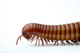 Attēlu rezultāti vaicājumam “Diplopoda”