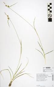 Attēlu rezultāti vaicājumam “Carex lepidocarpa”