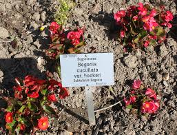Image result for Begonia cucullata var. Hookeri
