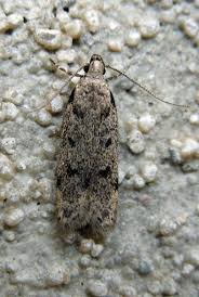 Attēlu rezultāti vaicājumam “Gelechia rhombella”