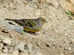 Image result for Carduelis citrinella
