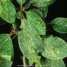 Attēlu rezultāti vaicājumam “Tranzschelia pruni-spinosae”